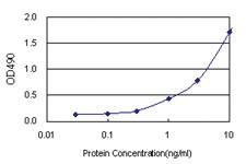 Anti-XPA Polyclonal Antibody Pair