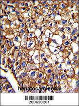 Anti-CD34 Mouse Monoclonal Antibody (APC (Allophycocyanin)) [clone: 132CT29.1.5]