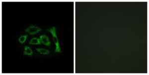 Immunofluorescence analysis of A549 cells using Anti-ERD22 Antibody. The right hand panel represents a negative control, where the antibody was pre-incubated with the immunising peptide.