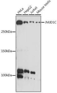 Western blot analysis of extracts of various cell lines, using Anti-JMJD1C Antibody (A306447) at 1:1000 dilution. The secondary Antibody was Goat Anti-Rabbit IgG H&L Antibody (HRP) at 1:10000 dilution. Lysates/proteins were present at 25 µg per lane