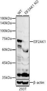 Antibody anti-EIF2AK1 100 µl