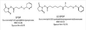 LC-SPDP (Succinimidyl 6-[3-(2-pyridylthio)propionamidohexanoate), Pierce™