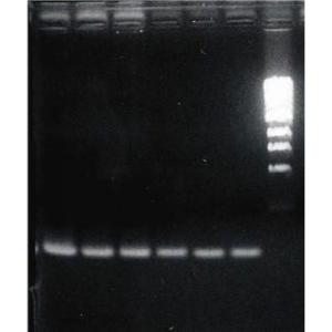 Isolation d'ADN génomique OmniTemplate™