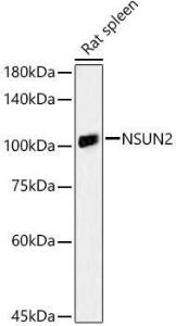 Western blot analysis of Rat spleen, using Anti-NSUN2/SAKI Antibody (A11647) at 1:1000 dilution. The secondary Antibody was Goat Anti-Rabbit IgG H&L Antibody (HRP) at 1:10000 dilution. Lysates/proteins were present at 25 µg per lane