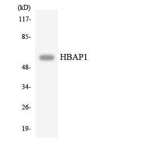 Western blot analysis of the lysates from HepG2 cells using Anti-HBAP1 Antibody