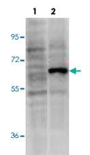 Anti-PDCD4 Mouse Monoclonal Antibody [clone: 9G6]