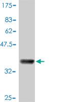 Anti-NLRC4 Mouse Polyclonal Antibody