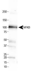 Anti-NFKB1 Rabbit Polyclonal Antibody