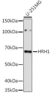 Western blot analysis of extracts of U-251MG cells, using Anti-HRH1 / H1R Antibody (A306448) at 1:3,000 dilution. The secondary antibody was Goat Anti-Rabbit IgG H&L Antibody (HRP) at 1:10,000 dilution.