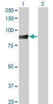 Anti-STAT5A Mouse Monoclonal Antibody [clone: 1E3]