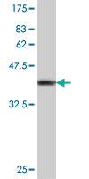 Anti-COL9A1 Mouse Polyclonal Antibody