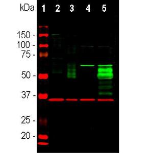 Anti-c-Fos Rabbit Polyclonal Antibody