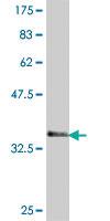 Anti-GRIP1 Mouse Polyclonal Antibody