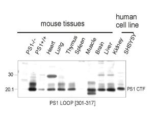 Western Immunoblotting of mouse and human Presenilin 1 protein in mouse cell line extracts, various mouse tissues and a human cell line. Membrane proteins were prepared and loaded as 20 µg protein per lane. Crude anti-PS1 loop antibody used at 1:1000.