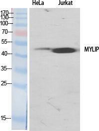 Western blot analysis of various cells using Anti-MYLIP Antibody