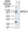 Anti-NFATC1 Rabbit Polyclonal Antibody