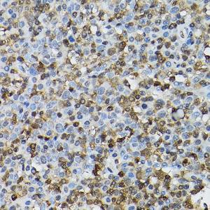 Anti-STAT5 antibody