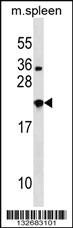 Anti-NXPH3 Rabbit Polyclonal Antibody