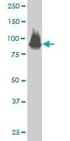 Anti-STAT5A Mouse Monoclonal Antibody [clone: 1B12]