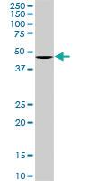 Anti-OLFM3 Mouse Monoclonal Antibody [clone: 3A2]