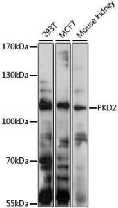 Western blot analysis of extracts of various cell lines, using Anti-Polycystin 2 Antibody (A11662) at 1:1000 dilution