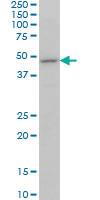 Anti-OLFM3 Mouse Monoclonal Antibody [clone: 3A2]