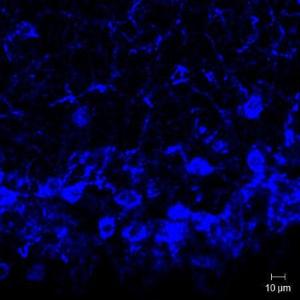 Anti-Neurokinin B Rabbit Polyclonal Antibody