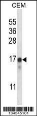 Anti-NCS1 Rabbit Polyclonal Antibody (Biotin)