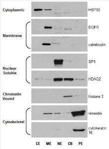 Subcellular Protein Fractionation Kit for Cultured Cells