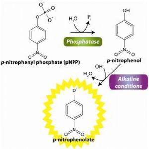 Phosphatase Assay Kit