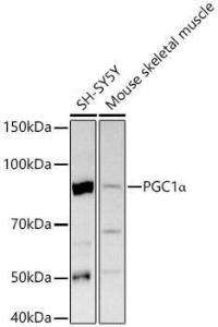 Western blot analysis of various lysates, using Anti-PGC1 alpha Antibody (A305531) at 1:400 dilution