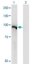 Anti-STAT5A Mouse Monoclonal Antibody [clone: 1B12]