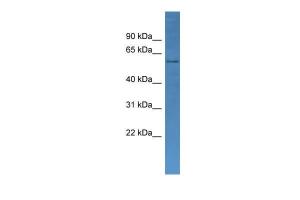 Anti-CYP2J2 Rabbit Polyclonal Antibody