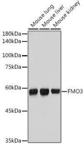 Anti-FMO3 antibody