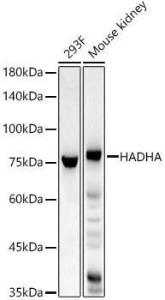 Anti-HADHA Rabbit Polyclonal Antibody