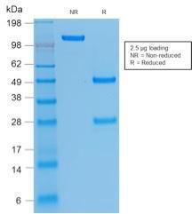 Antibody A252261-100 100 µg