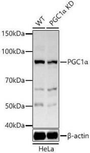 Western blot analysis of extracts from wild type(WT) and PGC1alpha Rabbit polyclonal antibody knockdown (KD) HeLa cells, using Anti-PGC1 alpha Antibody (A305531) at 1:400 dilution