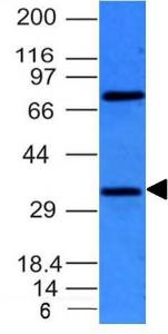 Western blot analysis of HepG2 cell lysate using Anti-BCL10 Antibody [BL10/411]