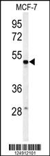 Anti-PSG7 Rabbit Polyclonal Antibody