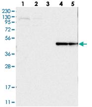 Anti-PISD Rabbit Polyclonal Antibody