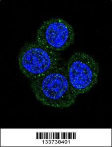 Anti-MEN1 Rabbit Polyclonal Antibody (FITC (Fluorescein Isothiocyanate))