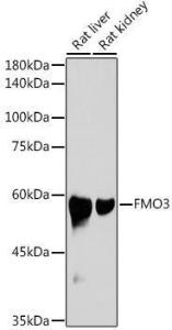 Anti-FMO3 antibody