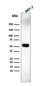 Western blot analysis of MCF-7 cell lysate using Anti-IRF3 Antibody [PCRP-IRF3-6C8]