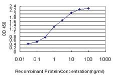 Anti-OLFM3 Mouse Monoclonal Antibody [clone: 3A2]