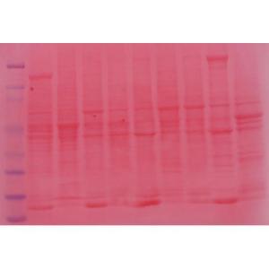 Colorants de membranes Ponceau-S