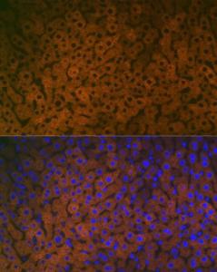 Anti-FMO3 antibody