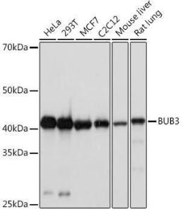 Western blot analysis of extracts of various cell lines, using Anti-Bub3 Antibody [ARC1318] (A307916) at 1:1,000 dilution. The secondary antibody was Goat Anti-Rabbit IgG H&L Antibody (HRP) at 1:10,000 dilution.