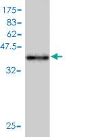 Anti-HTLV1 Mouse Monoclonal Antibody [clone: 4A10]