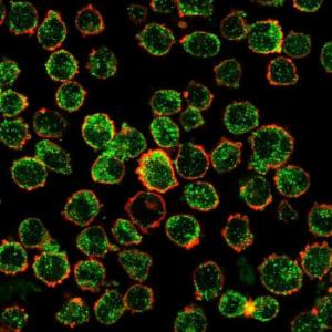 Immunofluorescent analysis of K562 cells stained with Anti-IRF3 Antibody [PCRP-IRF3-6C8] followed by Goat Anti-Mouse IgG (CFand#174; 488) (Green). Counterstain is Phalloidin (Red)