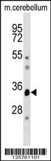 Anti-DUSP12 Rabbit Polyclonal Antibody